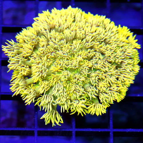 3.5x3 GONIOPORA CORAL - VERY VERY NICE ULTRA COLORED YELLOW GONIOPORA CORAL