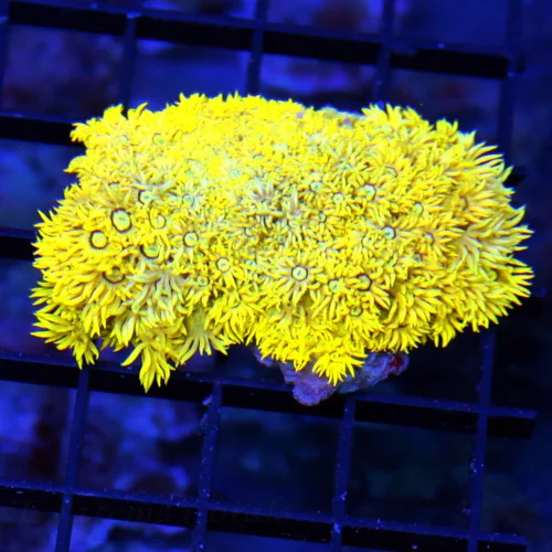 4x3 GONIOPORA CORAL - (NOT FULLY OPEN) BRIGHT NEON YELLOW ULTRA COLORED GONIOPORA CORAL