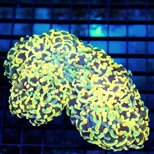 6x4 FRAMMER (FROGSPAWN/HAMMER MORPH) CORAL - VERY RARE ULTRA COLORED TANGERINE AND BLUE ULTRA COLORE