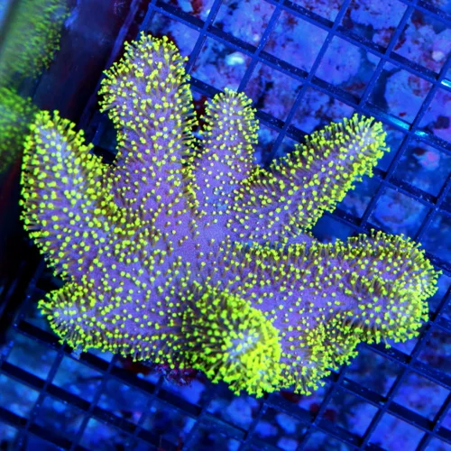 5.5x5 CROWN LEATHER CORAL - ULTRA COLORED SUPER NEON PURPLE GREEN POLYP CROWN LEATHER
