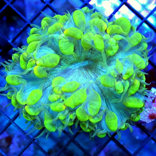 4.5x4 BUBBLE CORAL - VERY VERY PRETTY BI-COLORED BLUE/YELLOW BUBBLE CORAL