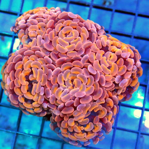 5.5x5 XL BRANCHING HAMMER CORAL -  ULTRA COLORED GOLD AND ORAGE BRANCHING HAMMER