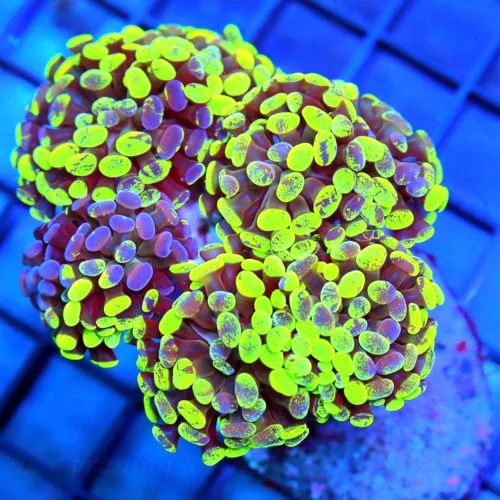 5.5x5 XL BRANCHING HAMMER CORAL - ULTRA ULTRA COLORED NEON UPURPLE LEMON LIME GREEN PAINTED