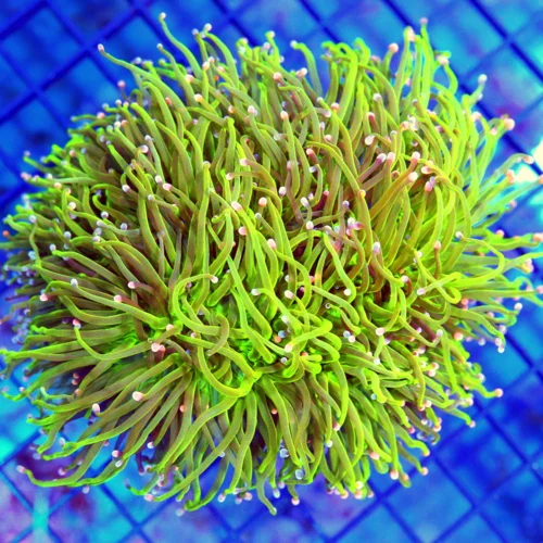 5.5x5 GIGANTIC XXL TORCH CORAL - HANDPICKED ULTRA COLORED COTTON CANDY TORCH CORAL