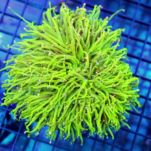 6x6 GIGANTIC XXL TORCH CORAL - HANDPICKED ULTRA COLORED COTTON CANDY TORCH CORAL