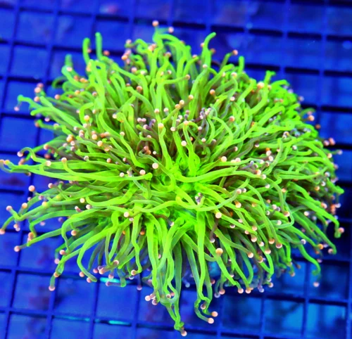 6x5.5 GIGANTIC XXL TORCH CORAL - HANDPICKED ULTRA COLORED COTTON CANDY TORCH CORAL