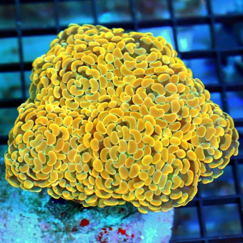 6x5 BRANCHING HAMMER CORAL - ULTRA COLORED TANGERINE ORANGE HANDPICKED BY SCOTT