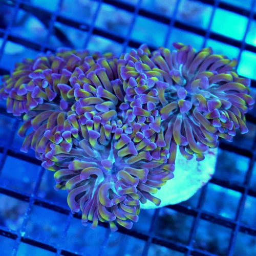 5.5x5 BRANCHING HAMMER CORAL - ULTRA ULTRA COLORED SUPER PURPLE GREEN TENTACLED HAMMER CORAL