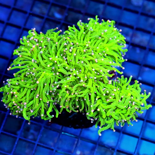 6.5x5.5 GIGANTIC XXL TORCH CORAL - HANDPICKED ULTRA COLORED COTTON CANDY TORCH CORAL