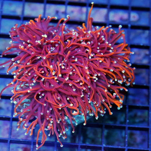 5.5x5 XXL TORCH CORAL - ULTRA COLORED BLUE TIPPED DRAGON SOUL CENTERPIECE TORCH CORAL