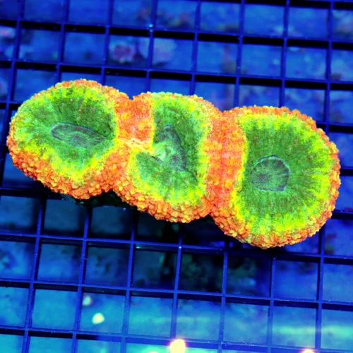 5.5x3 LOBOPHYLLIA CORAL - TRICOLORED ULTRA FIRE LOBOPHYLLIA CORAL