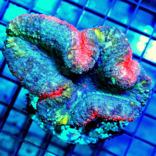 4x4 LOBOPHYLLIA CORAL -  ULTRA FIRE HANDPICKED LOBOPHYLLIA CORAL
