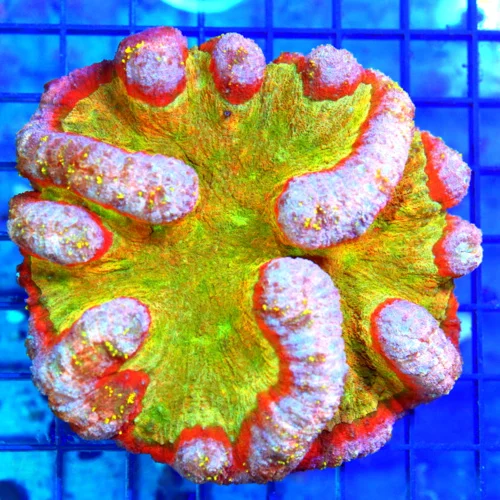 5.5x5 SYMPHYLLIA CORAL - ONE OF SCOTT'S FAVORITES OF THE YEAR - HANDPICKED SYMPHYLLIA CORAL