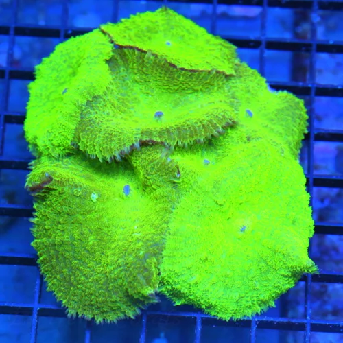 4x4 RHODACTIS MUSHROOM CORAL - FULLY COVERED NEON GREEN RHODACTUS MUSHROOM CORAL