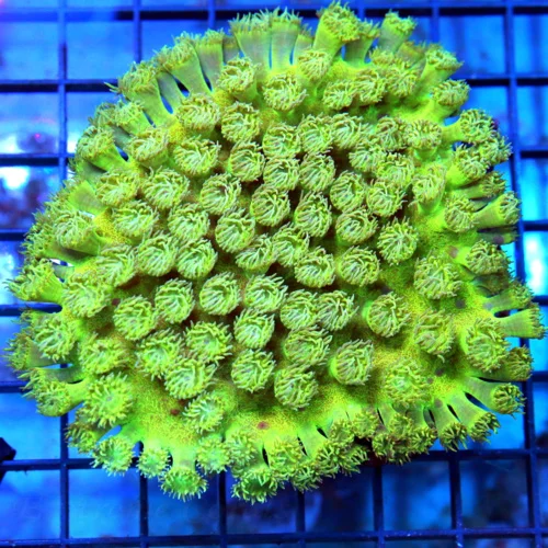 4.5x4.5 PAGODA CUP CORAL - BEAUTIFUL RARELY FEATURED ON OUR SITE GREEN PAGODA CUP CORAL