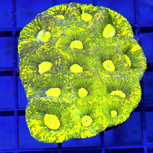 3x3 GONIASTREA CORAL - ULTRA COLORED PREDATOR'S BLOOD YELLOW GONIASTREA CORAL