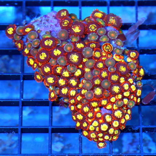 3.5" ZOANTHID CORAL - BLUE RING ULTRA COLORED ZOANTHID CORAL COLONY