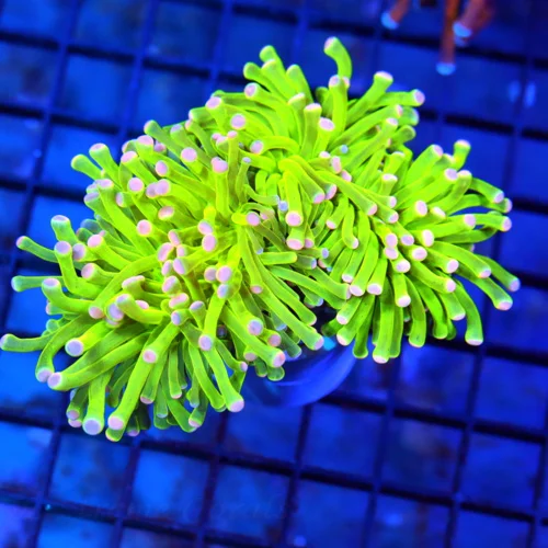 4.5x4 TORCH CORAL - SUPER NEON PIN AND BLUE TIPPED 3 HEADED CANDY CANE TORCH