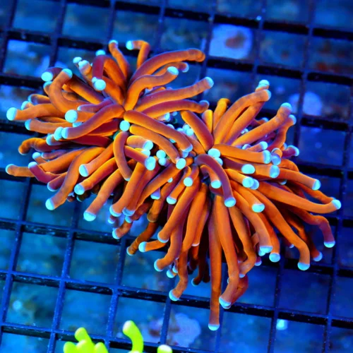 4.5x4 XL TORCH CORAL - DOUBLE HEADED EXTREME CORALS FAMOUS ULTRA GRADE TORCH CORAL