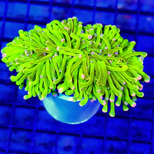 5x4.5 TORCH CORAL - DOUBLE HEADED ULTRA GRADE ULTRA COLORED CANDY CANE TORCH