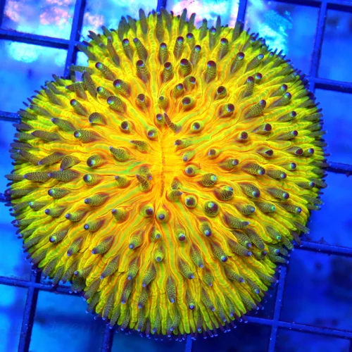 3" HELMET FUNGIA PLATE CORAL - RAINBOW COLLECTOR'S ITEM HANDPICKED HELMET FUNGIA PLATE CORAL