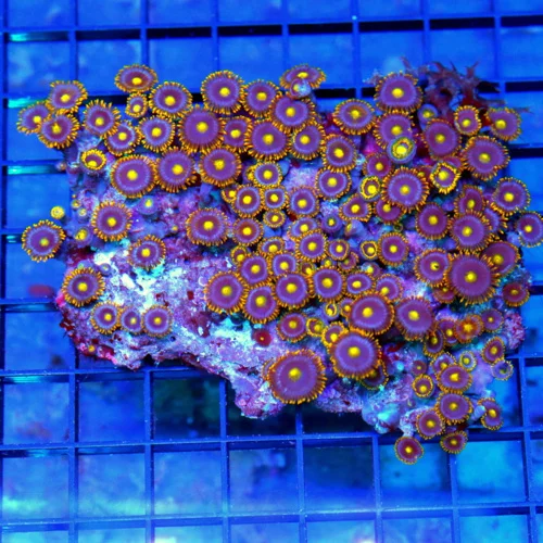 4.5x4 ZOANTHID CORAL - ONE OF A KIND COLORED ULTRA ULTRA RARE HANDPICKED ZOANTHIDS