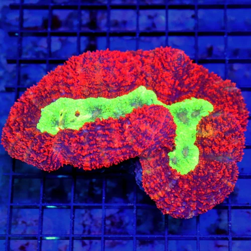 6x4.5 LOBOPHYLLIA CORAL - HANDPICKED BY SCOTT SCREAMING NEON RED LOBOPHYLLIA CORAL