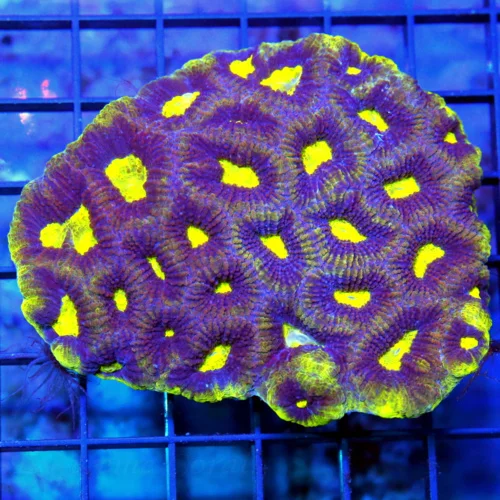 4.5x4 FAVIA CORAL - DARK PURPLE PREDATOR'S BLOOD YELLOW FAVIA CORAL