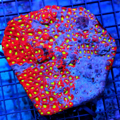 5x5 GIANT FAVITES CORAL - HANDPICKED BY SCOTT BLUE PAINTED WAR CORAL FAVITES