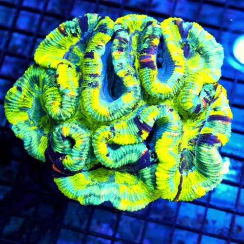 5.5x5.5 GIANT TRACHYPHYLLIA/WELLSOPHYLLIA CORAL -ULTRA GRADE ULTRA COLORED AUSSIE TRACHY/WELLSO