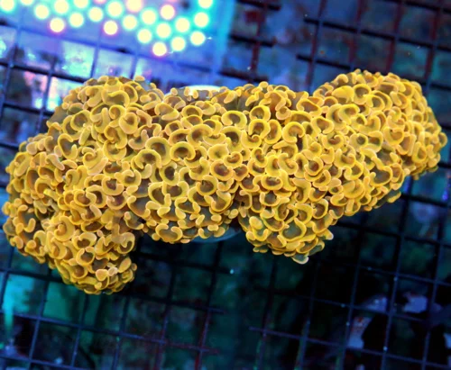 7x4 XXL HAMMER CORAL - OUT OF THIS WORLD SUPER ORANGE HAMMER CORAL