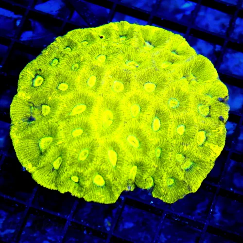 4.5x4.5 GONIASTREA CORAL - OUT OF THIS WORLD PREDATOR'S BLOOD YELLOW GONIASTREA