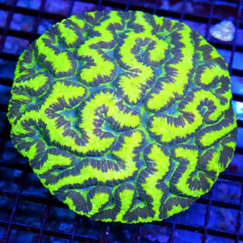 5.5x5.5 XXL SYMPHYLLIA CORAL - ULTRA FIRE COLLECTOR'S ITEM ULTRA GRADE SYMPHYLLIA