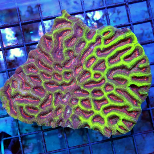5x4.5 PLATYGYRA CORAL - ABSOLUTELY STUNNING PINK EYED PLATYGYRA CORAL