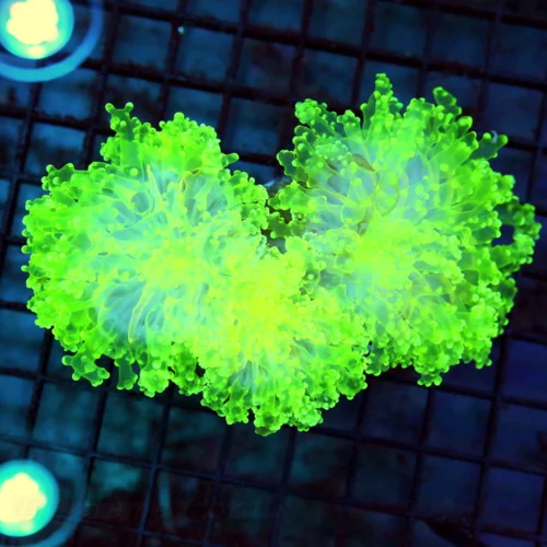 6x4.5 BRANCHING OCTOSPAWN CORAL - OUT OF THIS WORLD NEON YELLOW/PURPLE BRANCHING OCTOSPAWN