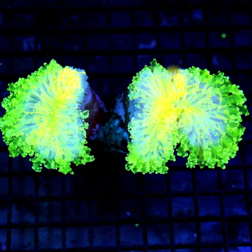 7x4.5 BRANCHING OCTOSPAWN CORAL - OUT OF THIS WORLD NEON YELLOW/PURPLE BRANCHING OCTOSPAWN
