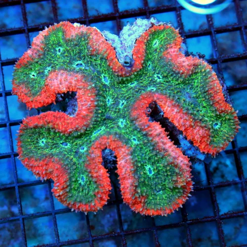 5.5x5.5 LOBOPHYLLIA CORAL -OUTSTANDING ULTRA COLORED ULTRA GRADE LOBOPHYLLIA