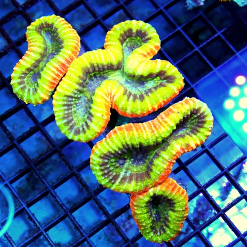 6.5x4 LOBOPHYLLIA CORAL - FOUR COLORED SHOWPIECE ULTRA GRADE HANDPICKED LOBOPHYLLIA CORAL