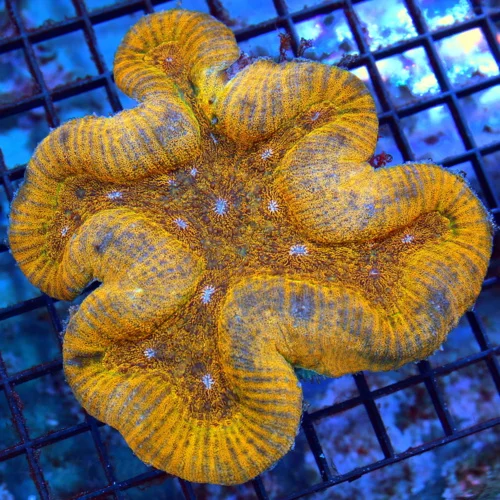 5.5x5.5 LOBOPHYLLIA CORAL - ABSOLUTELY STUNNING NEON ORANGE LOBOPHYLLIA
