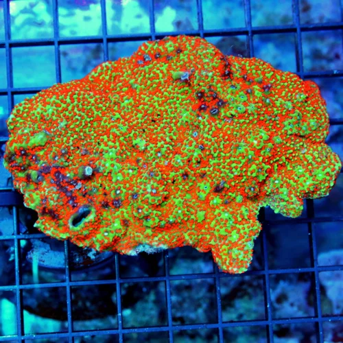 5x4 MONTIPORA CORAL - BAD TO THE BONE DONT GET THESE VERY OFTEN PERFECT "AQUAMAN" MONTIPORA CORAL
