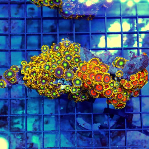 6x3 COMBO ZOANTHID CORAL - ULTRA GRADE ULTRA COLORED ZOANTHID CORAL COLONY