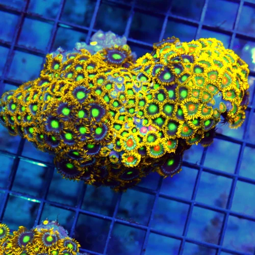 4.5x4 COMBO ZOANTHID CORAL - ULTRA GRADE ULTRA COLORED ZOANTHID CORAL COLONY