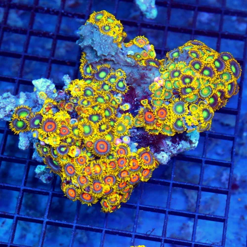 6x5 COMBO ZOANTHID CORAL - ULTRA GRADE ULTRA COLORED ZOANTHID CORAL COLONY