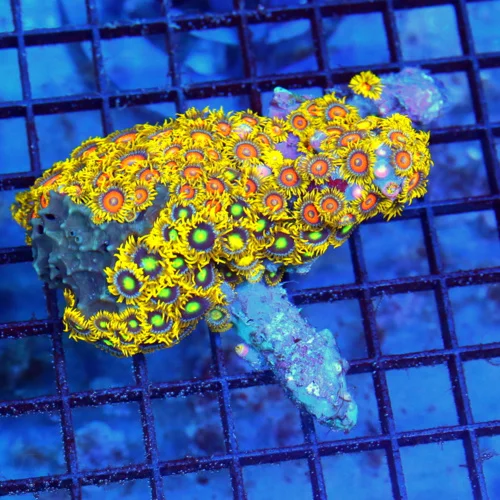 4x4 COMBO ZOANTHID CORAL - ULTRA GRADE ULTRA COLORED ZOANTHID CORAL COLONY
