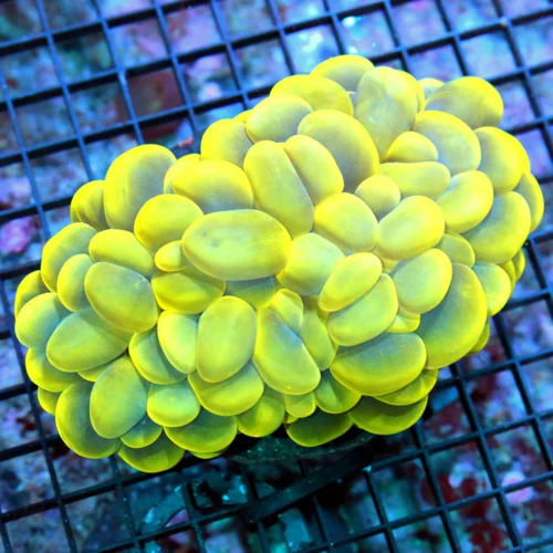 6x5.5 GIANT BUBBLE CORAL - SUPER ULTRA COLORED HANDPICKED BLUE/YELLOW BUBBLE CORAL