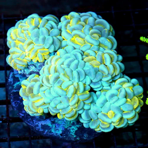 6x6 BUBBLE CORAL - HANDPICKED BY SCOTT BLUE AND YELLOW PAINTED BUBBLE