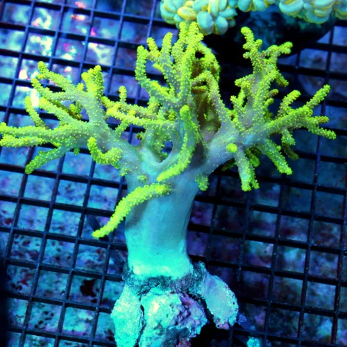 5x8 SINULARIA LEATHER CORAL - ABSOLUTELY STUNNING PURPLE AND GREEN SINULARIA LEATHER CORAL