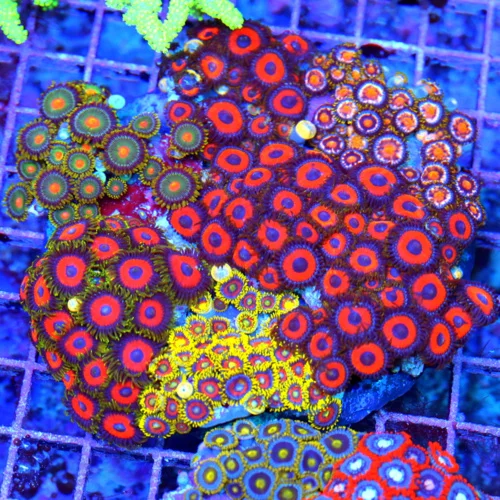 4.5x4.5 ZOANTHID CORAL - HAPPY FAMILY MIXED COLONY OF ZOANTHID CORAL