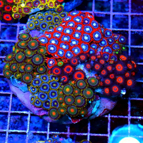 4.5x4.5 ZOANTHID CORAL - HAPPY FAMILY MIXED COLONY OF ZOANTHID CORAL