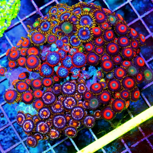 4.5x4.5 ZOANTHID CORAL - HANDPICKED SUPER ULTRA COMBO ZOANTHID CORAL COLONY